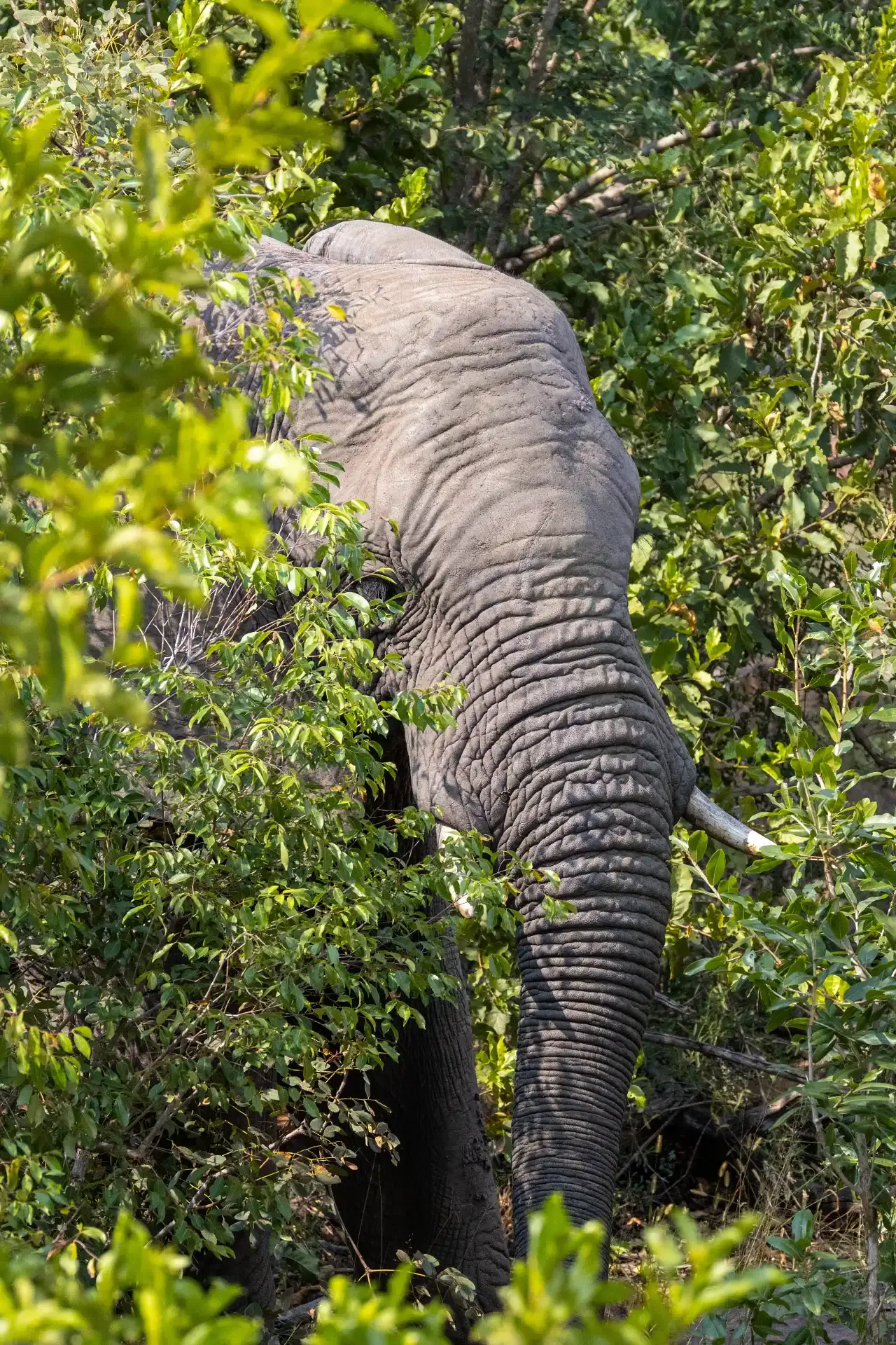 Elephant walking through the green bushveld in Welgevonden during spring.