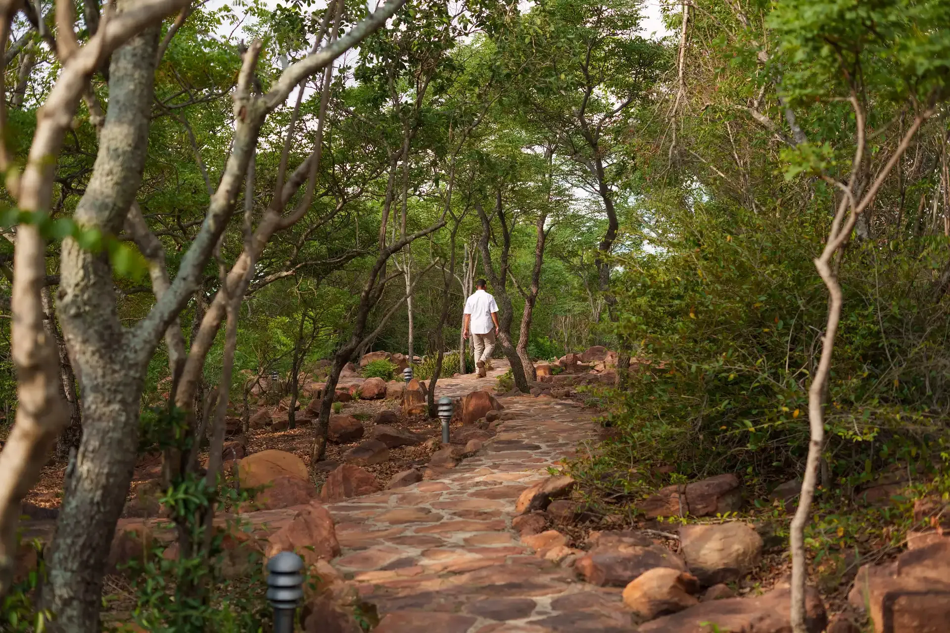 Guest walking through Ndlovu Safari Lodge during spring, surrounded by the natural Welgevonden bushveld.