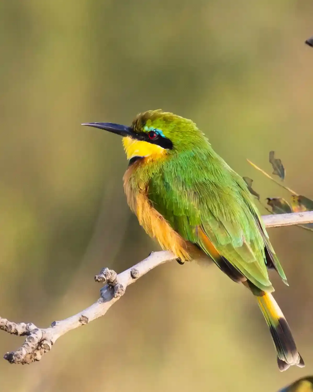 Green-backed bird with a bright yellow breast perched among the trees in the Welgevonden bushveld during spring.