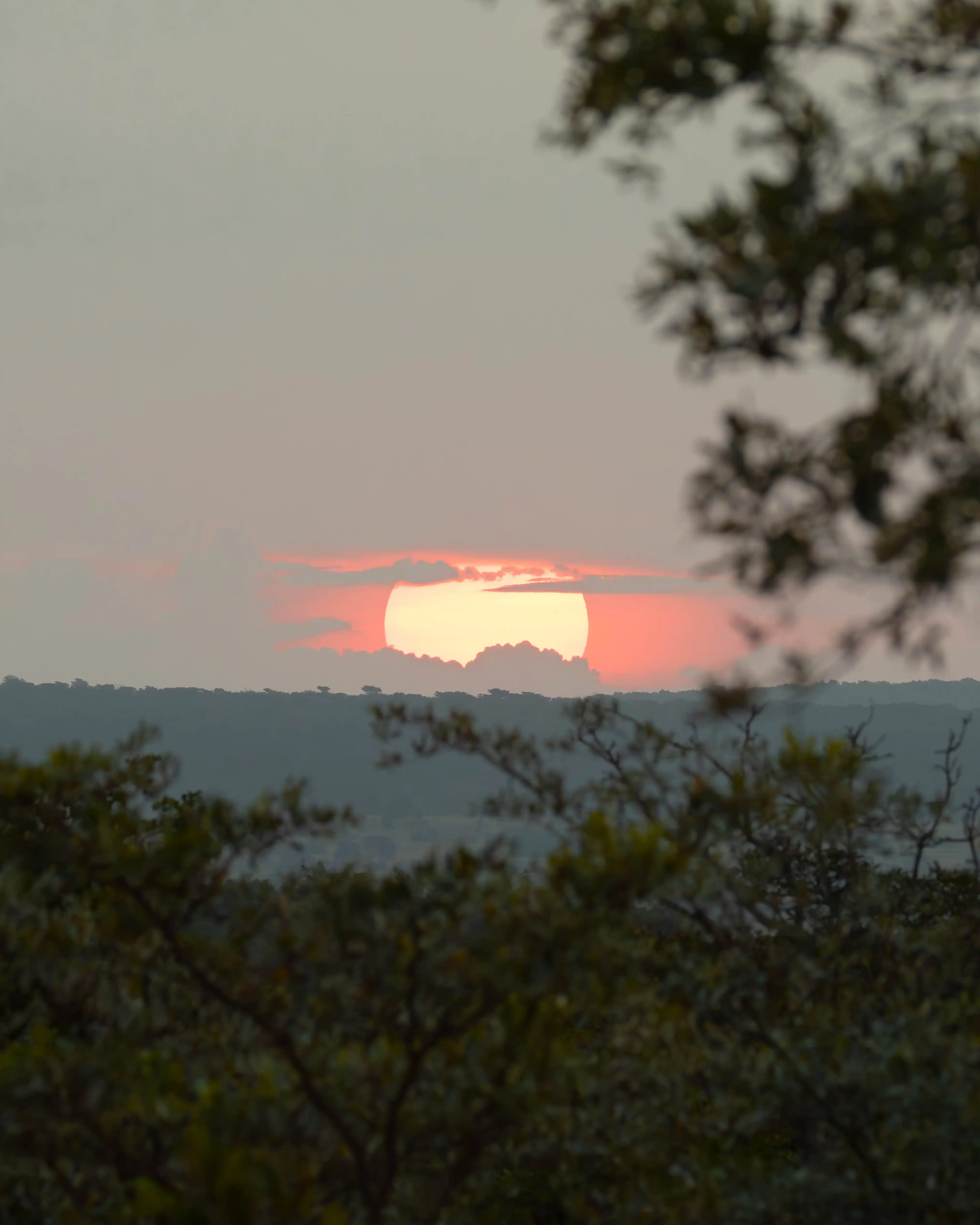 African bushveld landscape at sunset during spring, with golden light illuminating the trees and surrounding wilderness.