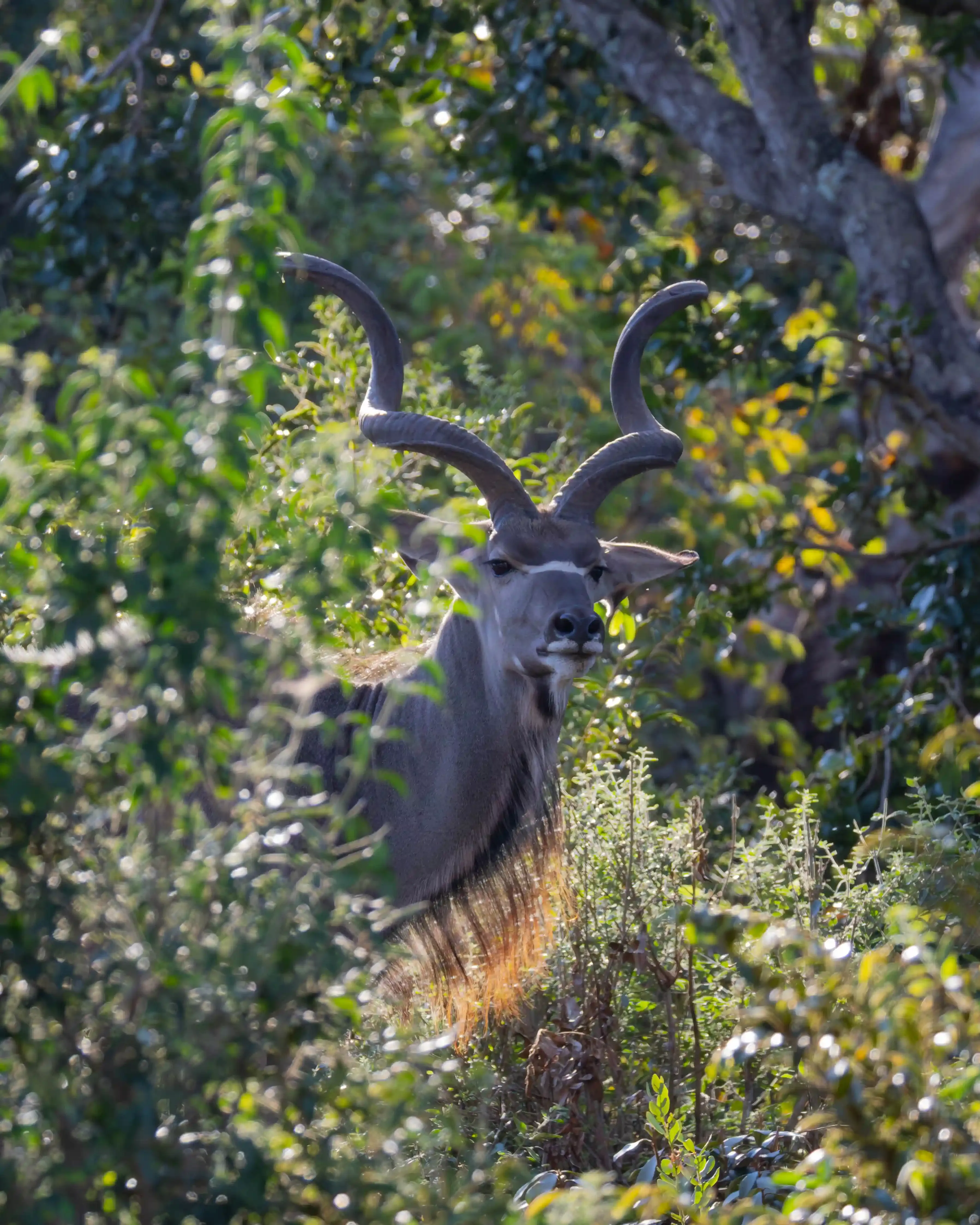 Kudu standing among the green bushveld in Welgevonden during spring.