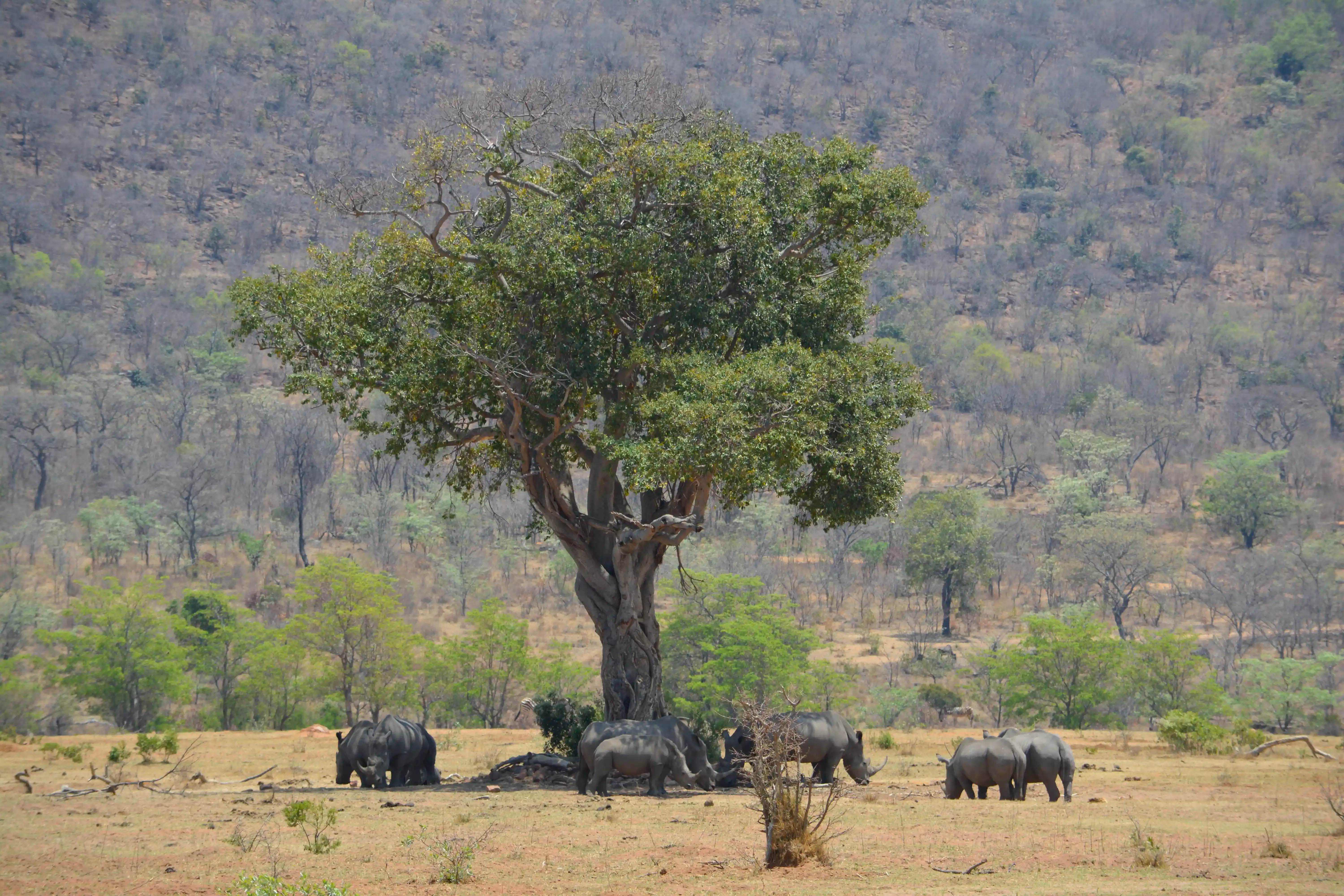 Rhinos resting beneath a fig tree in the Welgevonden bushveld during spring.