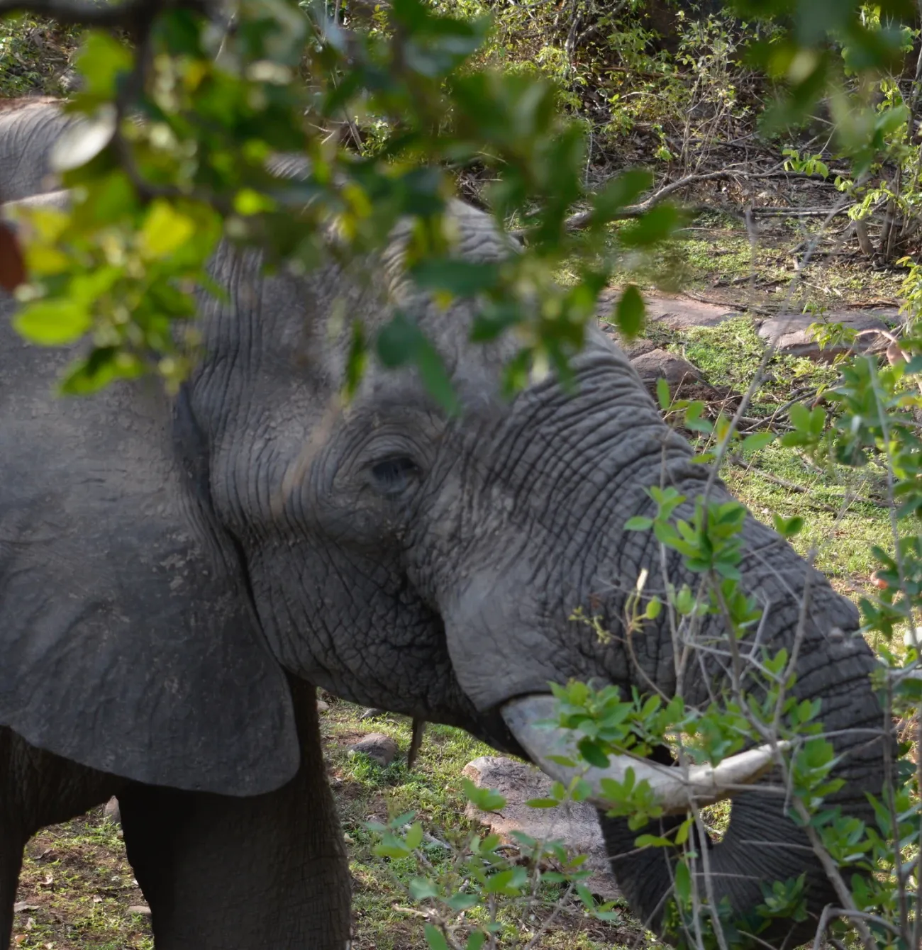 The Spirit of Ndlovu